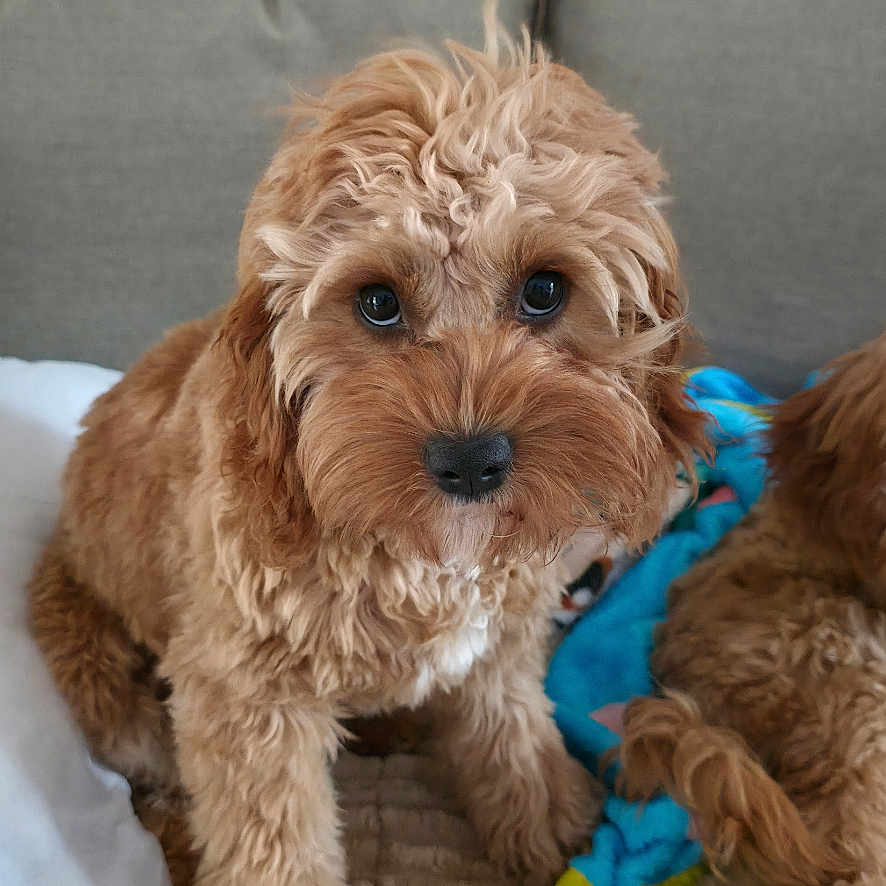 Sadie is registered to the contest to win money with this photo: dog, puppy, curly_fur, brown_fur, couch, blanket, indoor, pet, cute, small_dog, looking_at_camera, sitting, fur_texture, cozy, home, animal, companion, adorable, curious, face