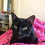 cat, black_cat, pet, indoor, blanket, pink, green_eyes, feline, resting, cozy, mirror, furniture, shelf, home, domestic_animal, animal, cute, whiskers, closeup, portrait