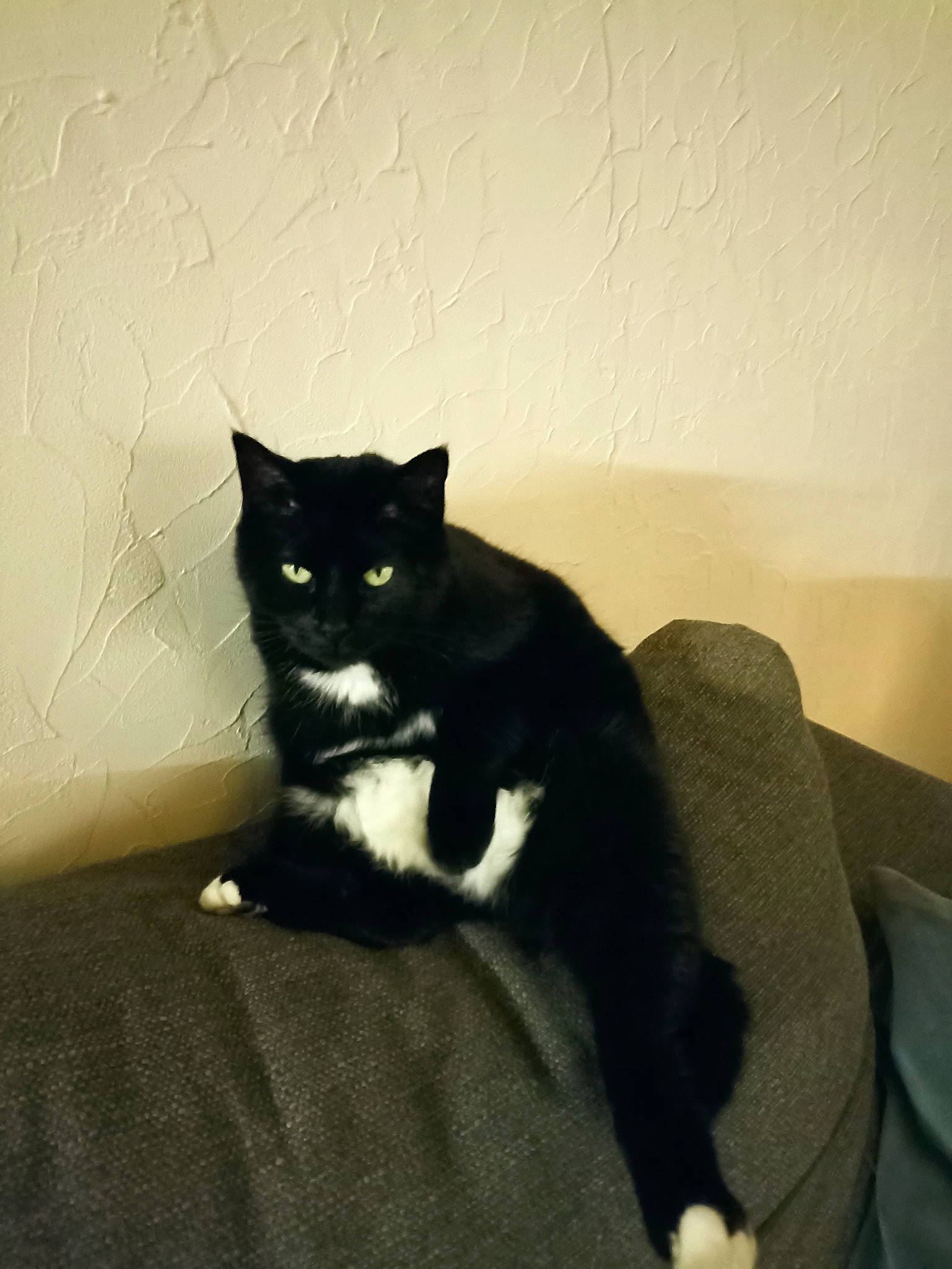 India a rejoint le concours — aidez-le/la à gagner de superbes lots ! black_cat, bombay, carnivore, cat, comfort, couch, domestic_short_haired_cat, felidae, fur, grey, hardwood, room, sitting, small_to_medium_sized_cats, snout, tail, terrestrial_animal, tints_and_shades, whiskers, wood