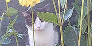 Jojo participe au concours pour gagner de l'argent avec cette photo : cat, flower, yellow_flower, plant, green_leaf, outdoor, nature, pet, animal, garden, stem, feline, curious, flora, background, closeup, sitting, whiskers, fur, leaf