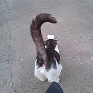 Jojo participe au concours pour gagner de l'argent avec cette photo : cat, animal, tail, stretching, concrete, outdoor, black_and_white, pet, feline, fur, walking, paws, ground, person, foot, shadow, texture, sidewalk, street, daylight