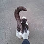 cat, animal, tail, stretching, concrete, outdoor, black_and_white, pet, feline, fur, walking, paws, ground, person, foot, shadow, texture, sidewalk, street, daylight