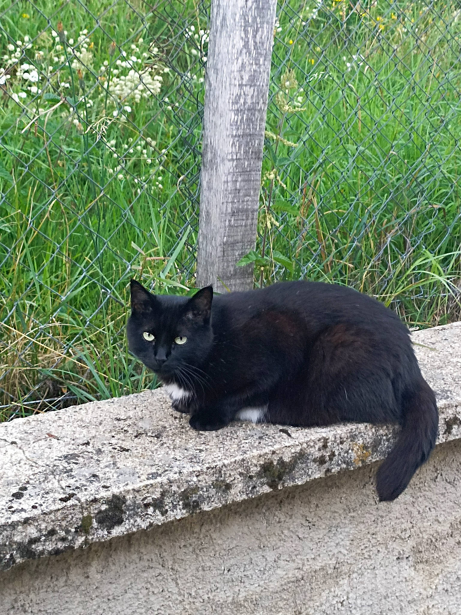 India a rejoint le concours — aidez-le/la à gagner de superbes lots ! black_cat, bombay, carnivore, cat, eye, felidae, grass, grey, groundcover, mammal, organism, plant, road_surface, small_to_medium_sized_cats, snout, tail, terrestrial_animal, tints_and_shades, tree, whiskers