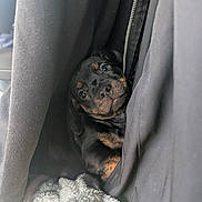 Dexter joined the competition — help win amazing prizes! puppy, rottweiler, dog, black, brown, cute, pet, animal, blanket, fabric, cozy, soft, folds, peeking, young, portrait, indoors, resting, curious, small