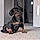 Dexter