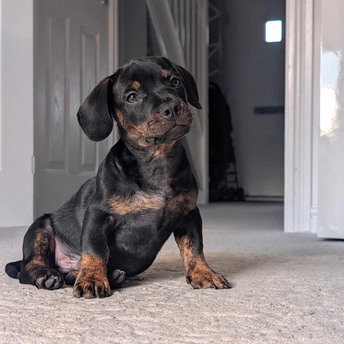 Dexter joined the competition — help win amazing prizes! adorable, animal, black_and_tan, canine, carpet, companion, cute, dog, domestic_animal, ears, floor, fur, hallway, head_tilt, indoor, looking, pet, puppy, sitting, young