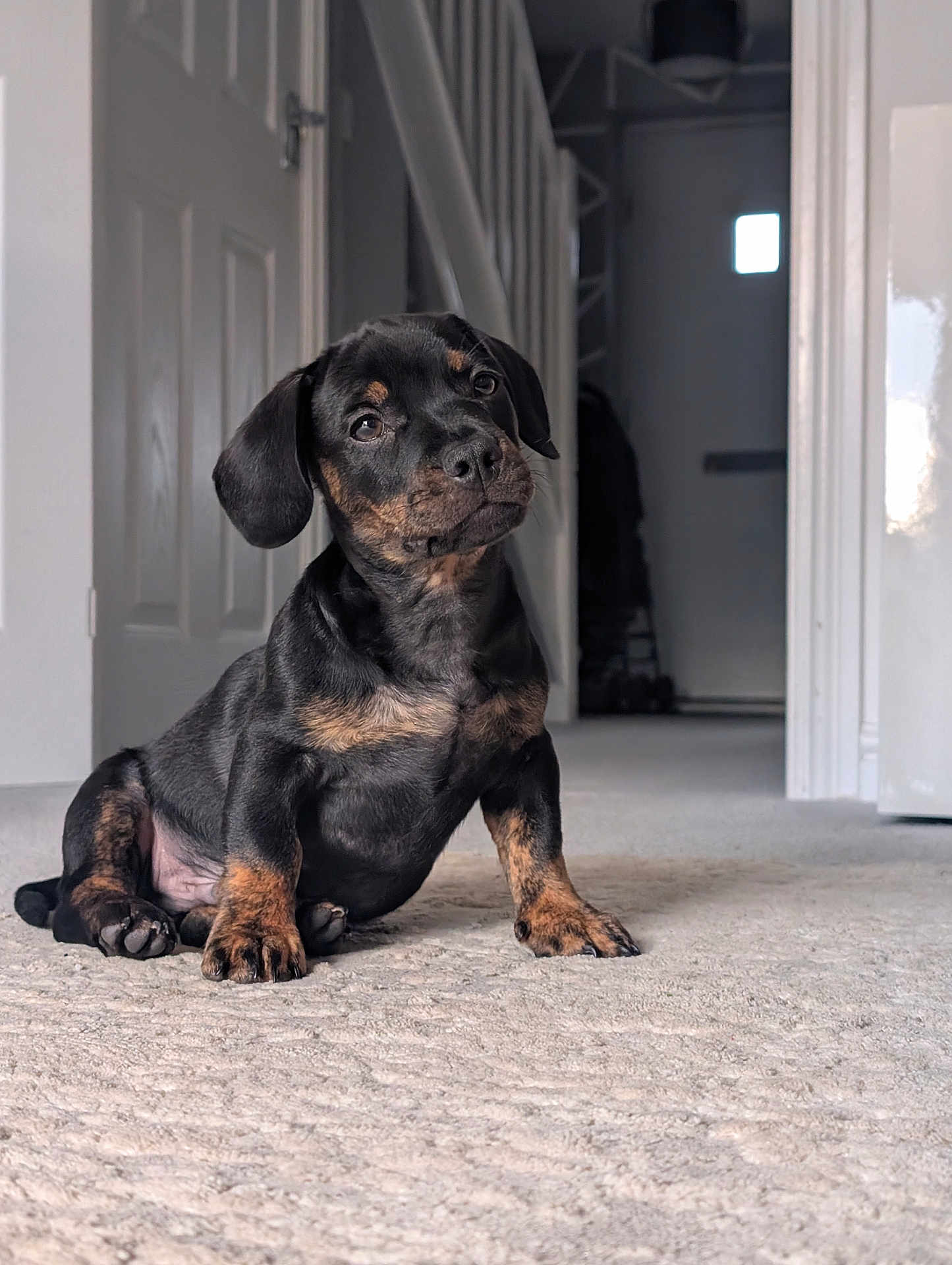Dexter joined the competition — help win amazing prizes! puppy, dog, black_and_tan, carpet, indoor, hallway, pet, animal, cute, young, sitting, canine, fur, ears, floor, looking, head_tilt, domestic_animal, companion, adorable