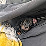 Dexter is registered to the contest to win money with this photo: puppy, dog, black_dog, blanket, yellow_blanket, fuzzy_blanket, cozy, cute, pet, animal, young_dog, fur, ears, nose, paw, resting, indoor, closeup, face, looking
