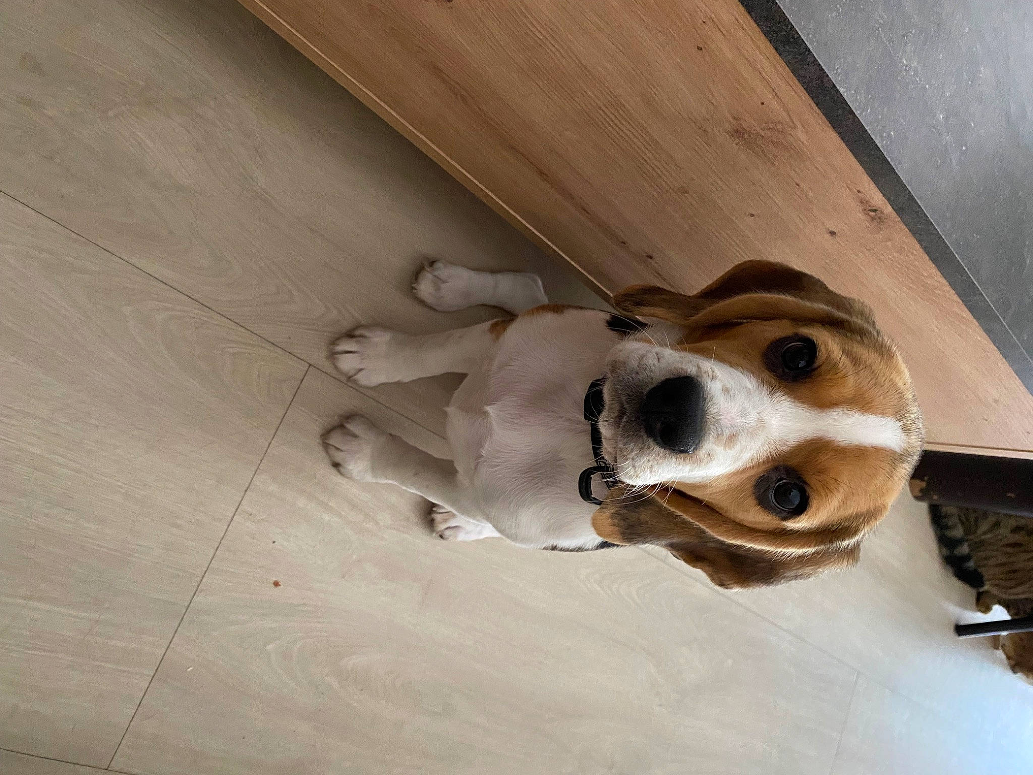 Tixy a rejoint le concours — aidez-le/la à gagner de superbes lots ! canidae, carnivore, companion_dog, dog, dog_breed, door, fawn, flooring, hardwood, metal, non_sporting_group, paw, plank, plywood, snout, sporting_group, wood, wood_flooring, wood_stain, working_animal