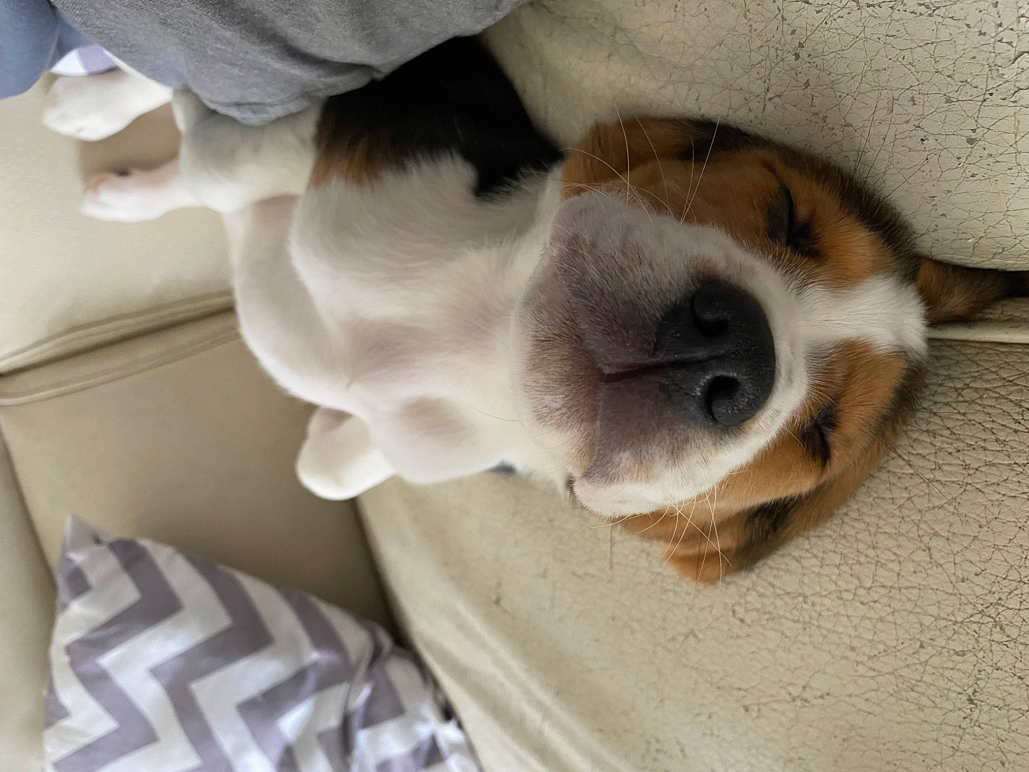 Tixy a rejoint le concours — aidez-le/la à gagner de superbes lots ! beaglier, canidae, carnivore, comfort, companion_dog, dog, dog_breed, ear, fawn, fur, nap, non_sporting_group, paw, snout, sporting_group, tail, whiskers, working_animal