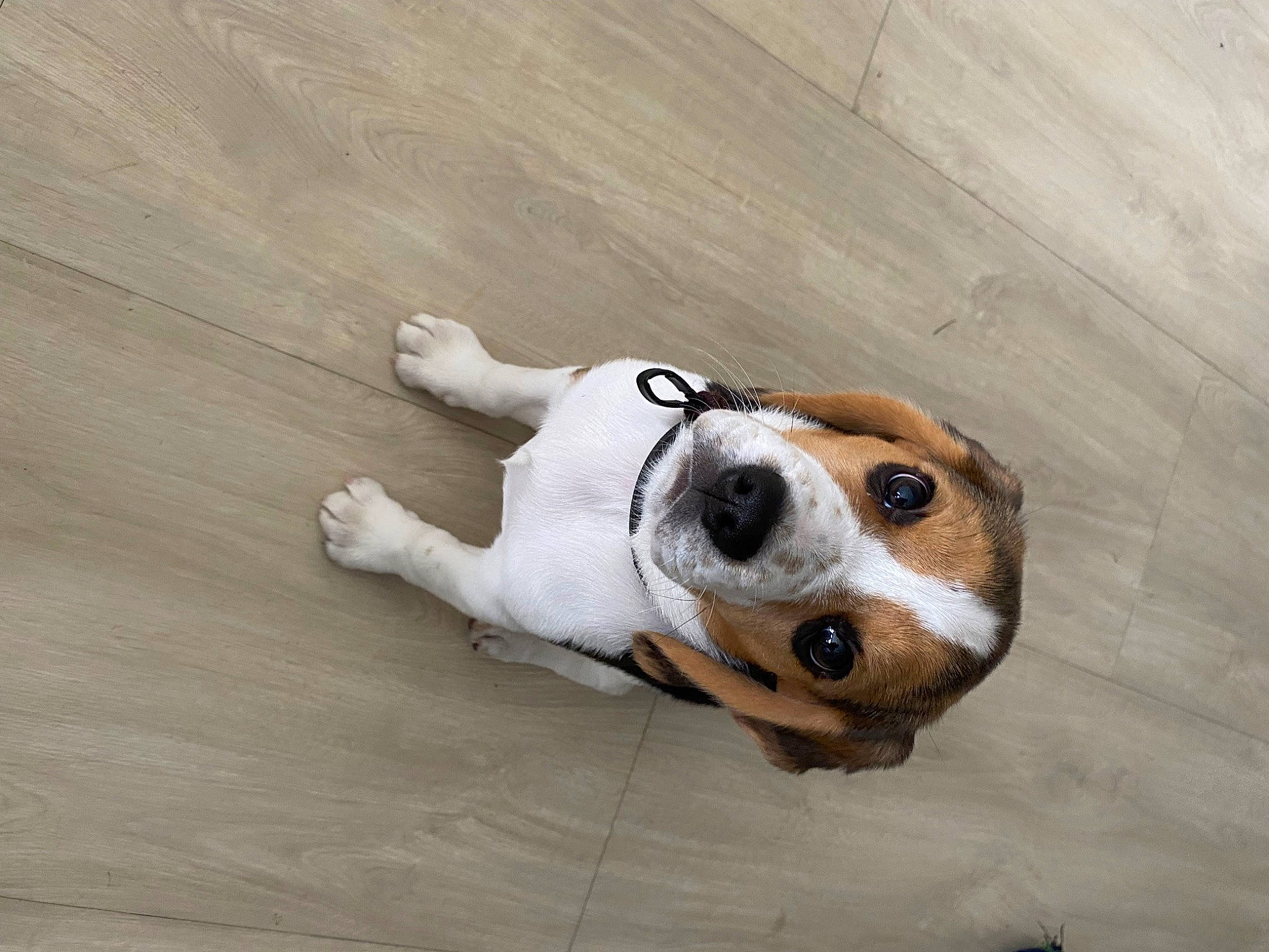 Tixy a rejoint le concours — aidez-le/la à gagner de superbes lots ! carnivore, collar, companion_dog, dog, dog_breed, dog_supply, fawn, flooring, fur, hardwood, non_sporting_group, paw, snout, sporting_group, terrestrial_animal, whiskers, wood, working_animal