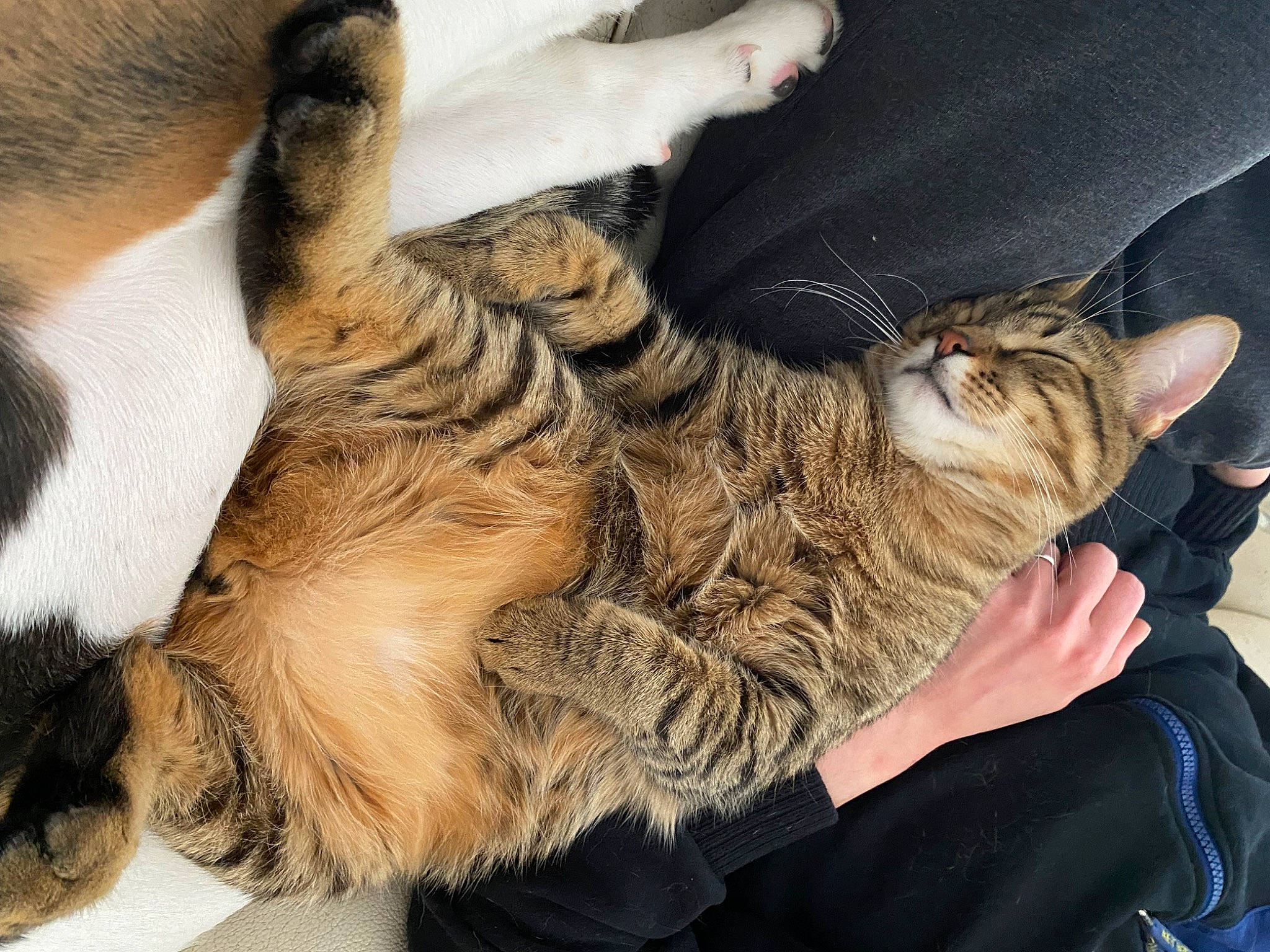 Tigrou a rejoint le concours — aidez-le/la à gagner de superbes lots ! canidae, carnivore, cat, claw, comfort, companion_dog, dog_breed, domestic_short_haired_cat, ear, fawn, felidae, fur, gesture, lap, paw, small_to_medium_sized_cats, snout, sporting_group, tail, whiskers