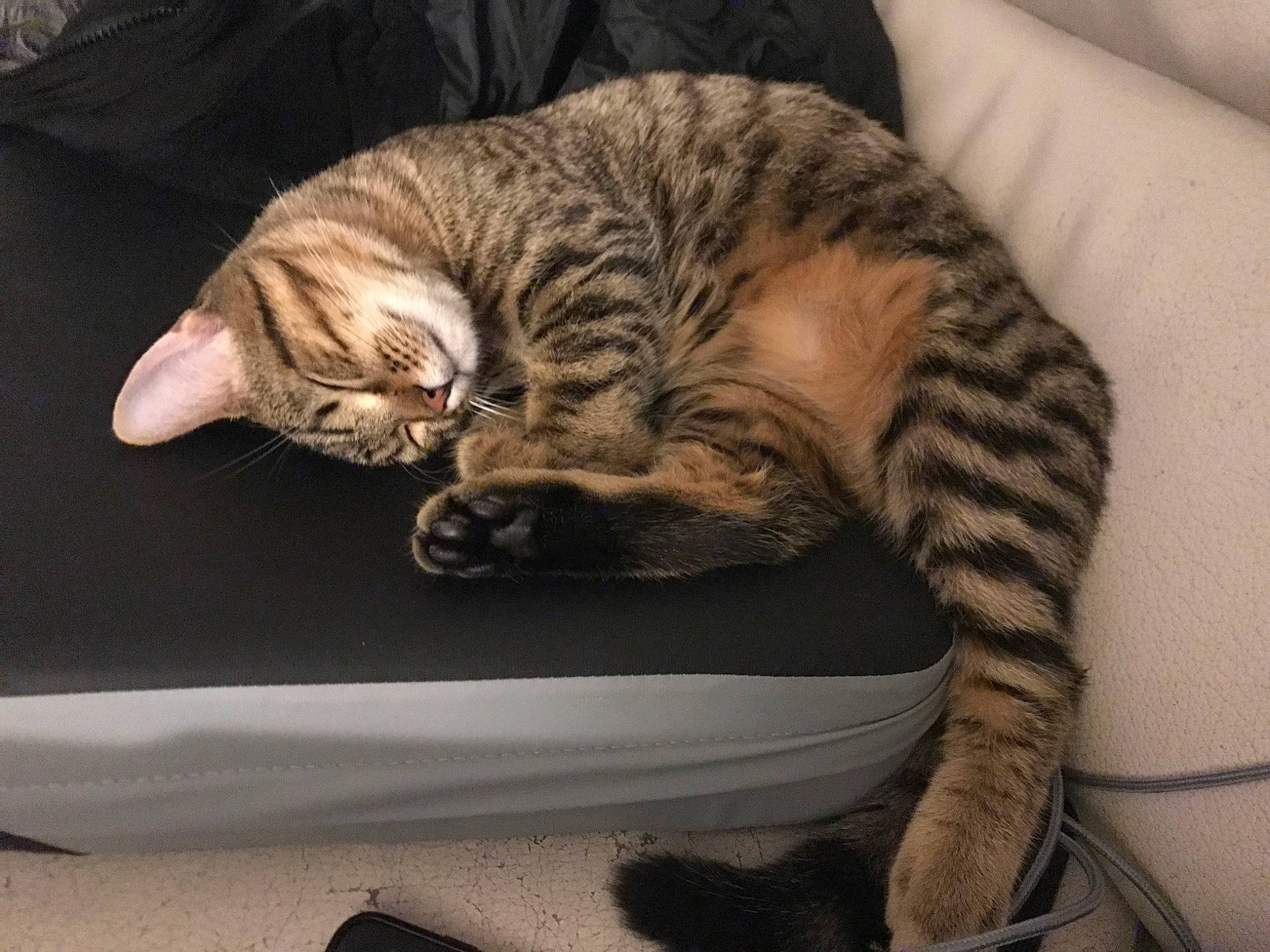 Tigrou a rejoint le concours — aidez-le/la à gagner de superbes lots ! carnivore, cat, cat_bed, cat_supply, claw, comfort, domestic_short_haired_cat, fawn, felidae, fur, nap, paw, sitting, sleep, small_to_medium_sized_cats, snout, tail, terrestrial_animal, whiskers, wood