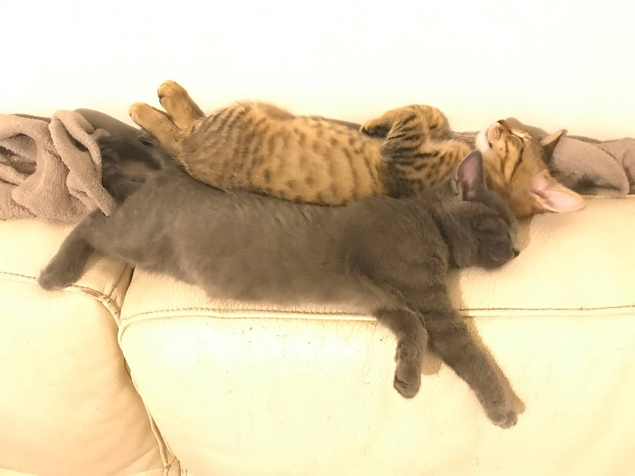 Tigrou a rejoint le concours — aidez-le/la à gagner de superbes lots ! artifact, big_cats, carnivore, cat, claw, comfort, domestic_short_haired_cat, fawn, felidae, foot, fur, paw, sculpture, small_to_medium_sized_cats, tail, terrestrial_animal, toe, whiskers, wood