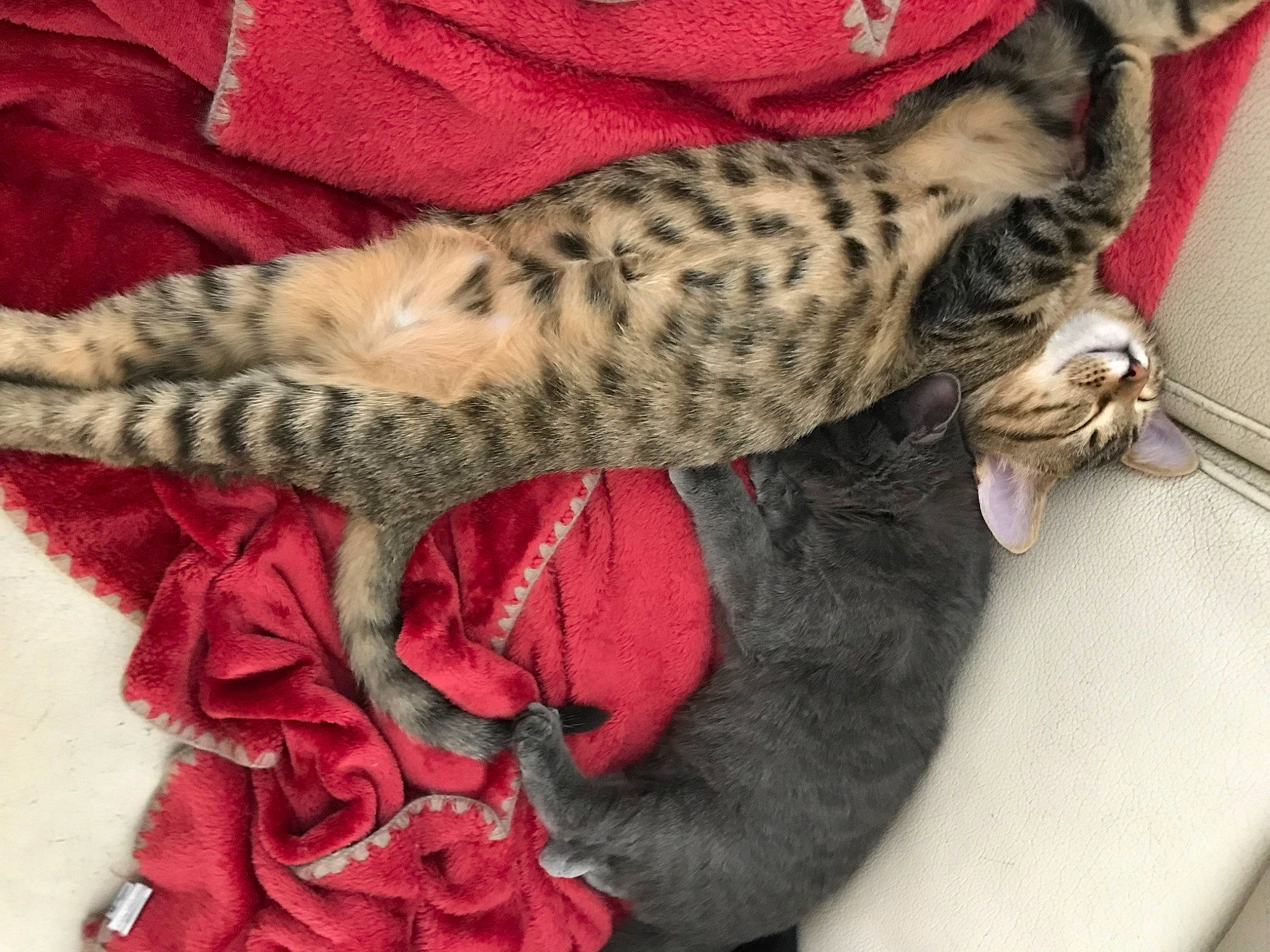 Tigrou participe au concours pour gagner de l'argent avec cette photo : carnivore, cat, cat_bed, claw, comfort, domestic_short_haired_cat, fawn, felidae, fur, nap, pattern, paw, sleep, small_to_medium_sized_cats, snout, tail, terrestrial_animal, whiskers