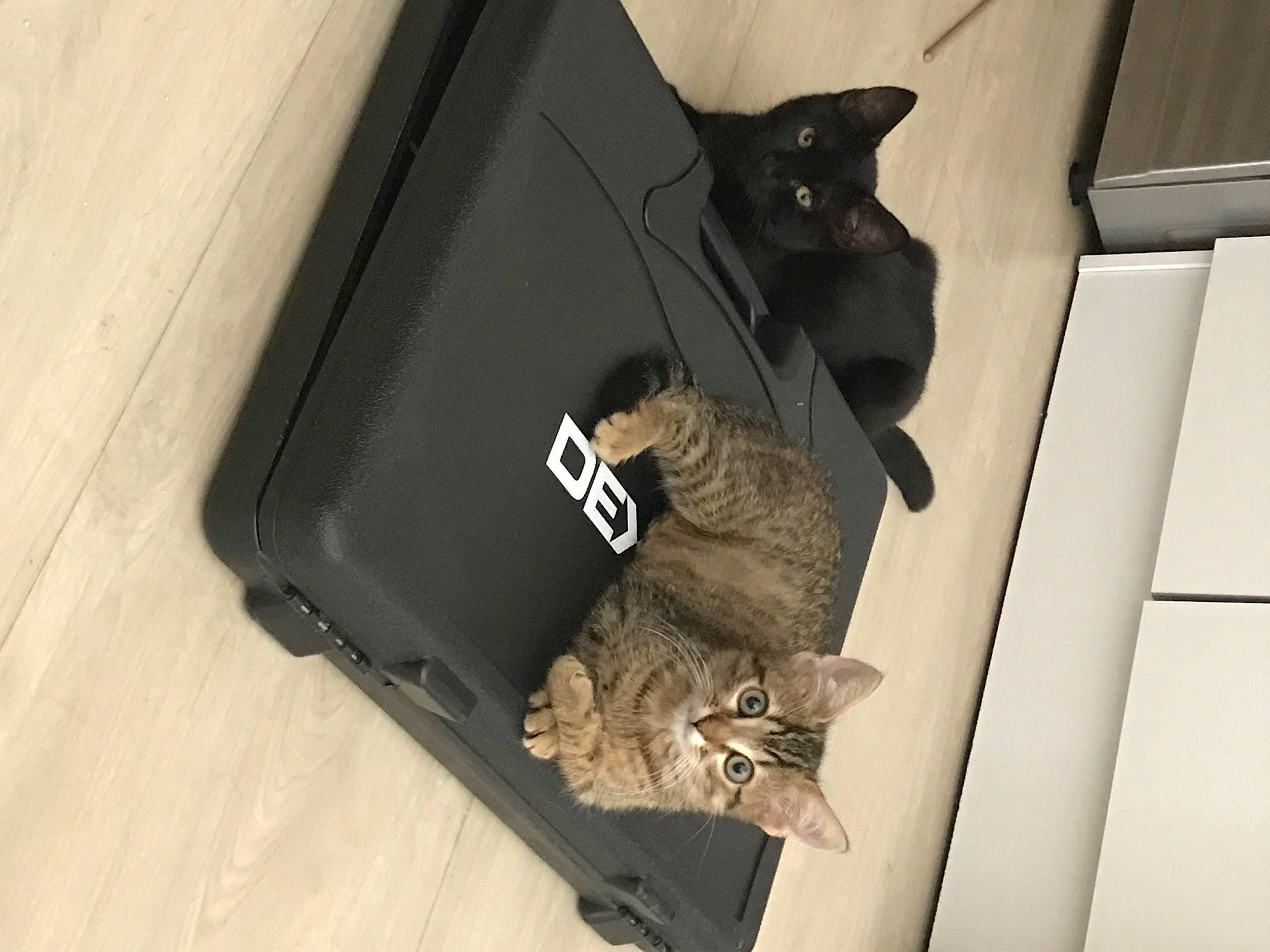 Tigrou a rejoint le concours — aidez-le/la à gagner de superbes lots ! audio_equipment, bag, box, cardboard, carnivore, cat, domestic_short_haired_cat, door, felidae, flooring, fur, grey, hardwood, paper_product, rectangle, room, small_to_medium_sized_cats, tail, whiskers, wood