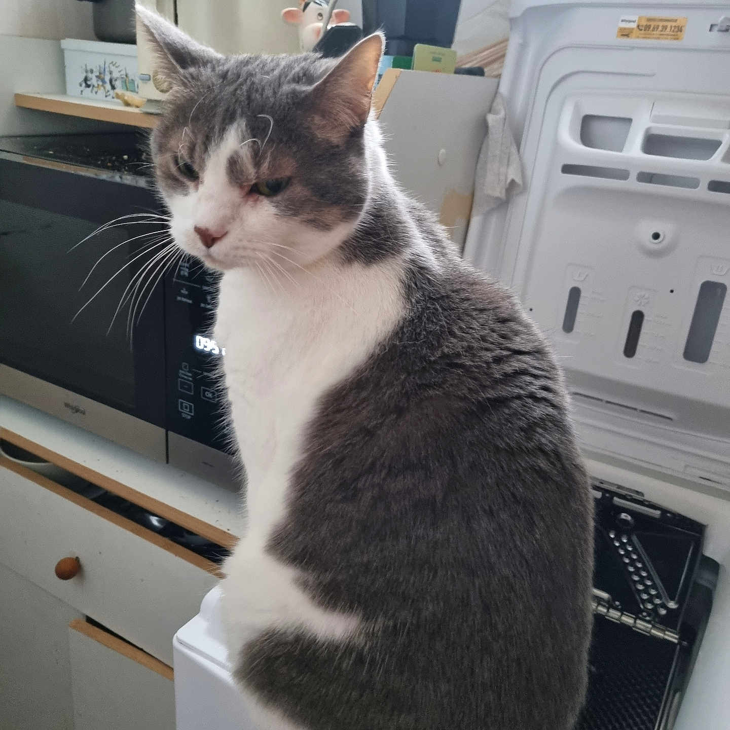 Coquine participe au concours pour gagner de l'argent avec cette photo : abyssinian, animal, appliance, box, cat, computer, device, drawer, electricaldevice, electronics, furniture, indoors, kitchen, kitten, laundry, manx, microwave, oven, pet, washer