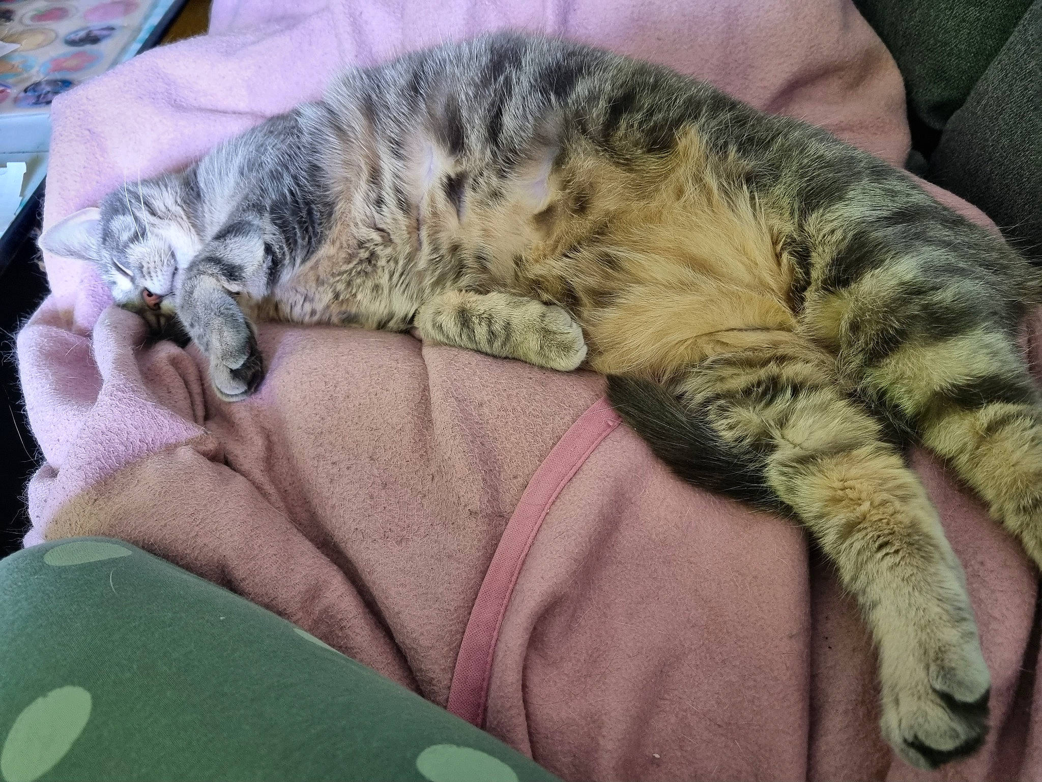 Iris participe au concours pour gagner de l'argent avec cette photo : carnivore, cat, claw, comfort, domestic_short_haired_cat, felidae, fur, nap, paw, sleep, small_to_medium_sized_cats, snout, sporting_group, tail, terrestrial_animal, whiskers