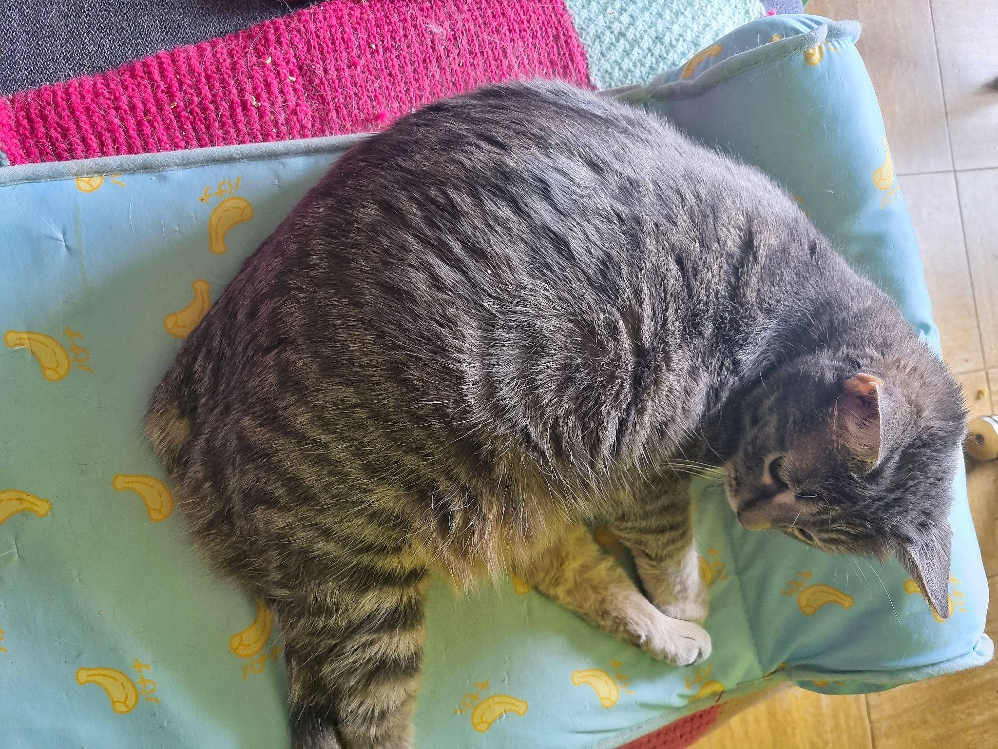 Iris a rejoint le concours — aidez-le/la à gagner de superbes lots ! carnivore, cat, domestic_short_haired_cat, felidae, fur, grass, small_to_medium_sized_cats, snout, tail, terrestrial_animal, whiskers