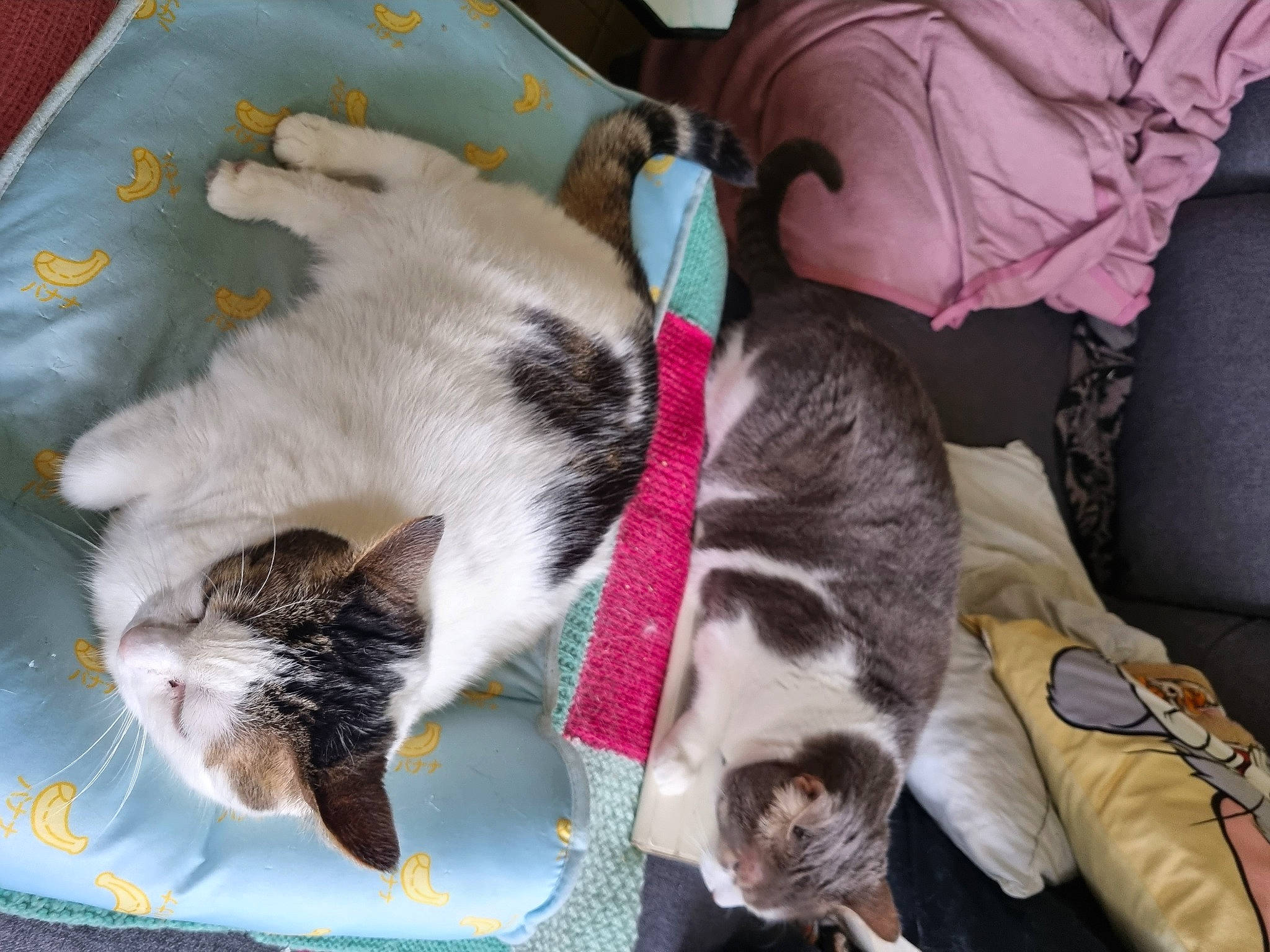 Chipies participe au concours pour gagner de l'argent avec cette photo : carnivore, cat, claw, comfort, dog_breed, domestic_short_haired_cat, felidae, fur, paw, pet_supply, plant, small_to_medium_sized_cats, tail, tree, whiskers