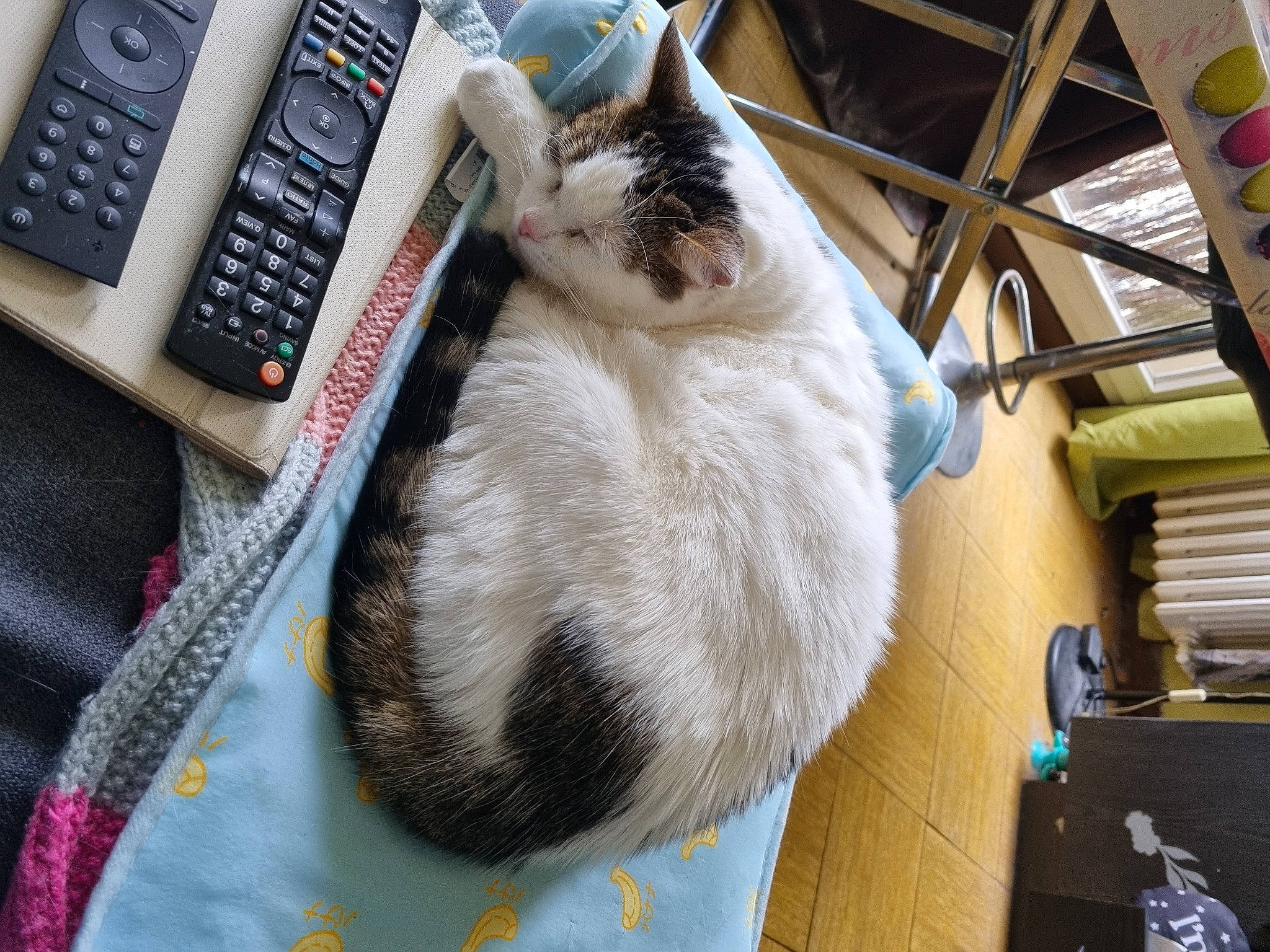 Chipies participe au concours pour gagner de l'argent avec cette photo : box, carnivore, cat, claw, comfort, communication_device, domestic_short_haired_cat, felidae, fur, input_device, numeric_keypad, office_equipment, office_supplies, paw, peripheral, pet_supply, small_to_medium_sized_cats, tail, whiskers