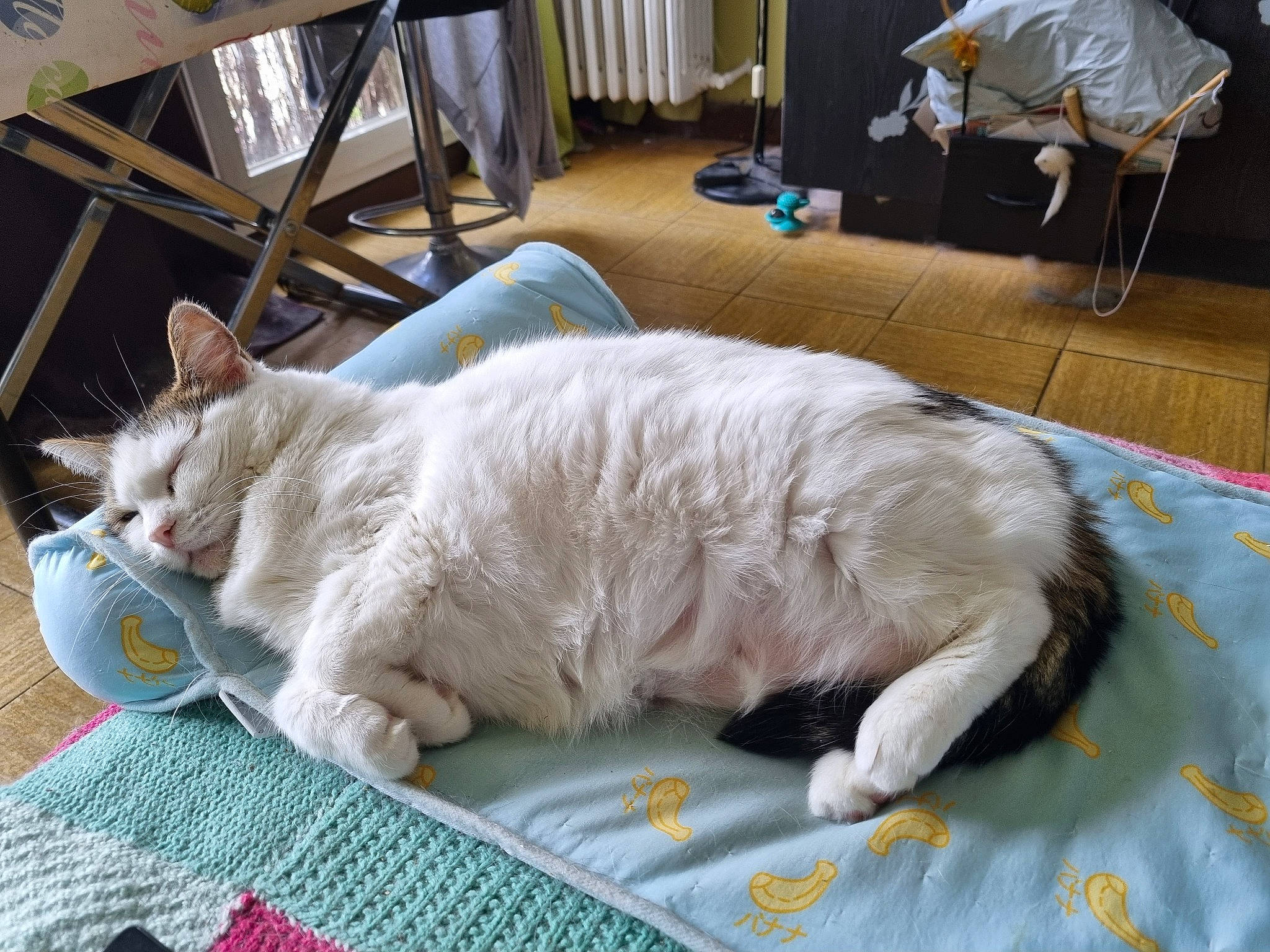 Chipies a rejoint le concours — aidez-le/la à gagner de superbes lots ! carnivore, cat, chair, claw, comfort, domestic_short_haired_cat, felidae, fur, nap, paw, pet_supply, small_to_medium_sized_cats, tail, whiskers