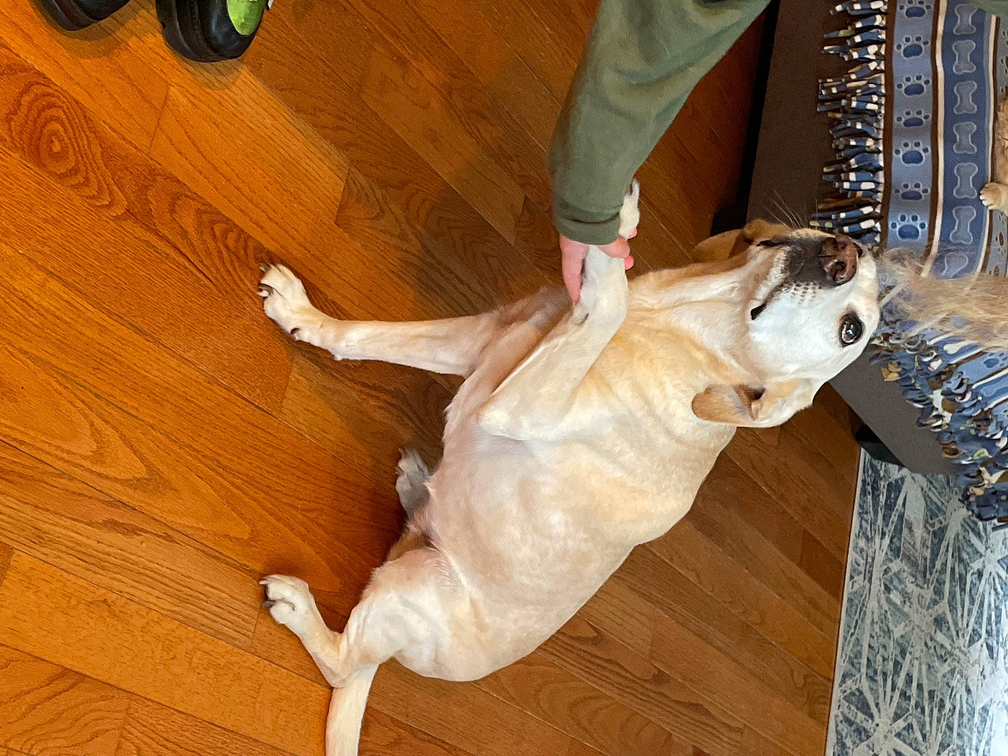 Maggie is registered to the contest to win money with this photo: carnivore, collar, companion_dog, dog, dog_breed, dress, fawn, floor, flooring, foot, hardwood, human_leg, jeans, knee, laminate_flooring, snout, tail, varnish, wood, wood_stain