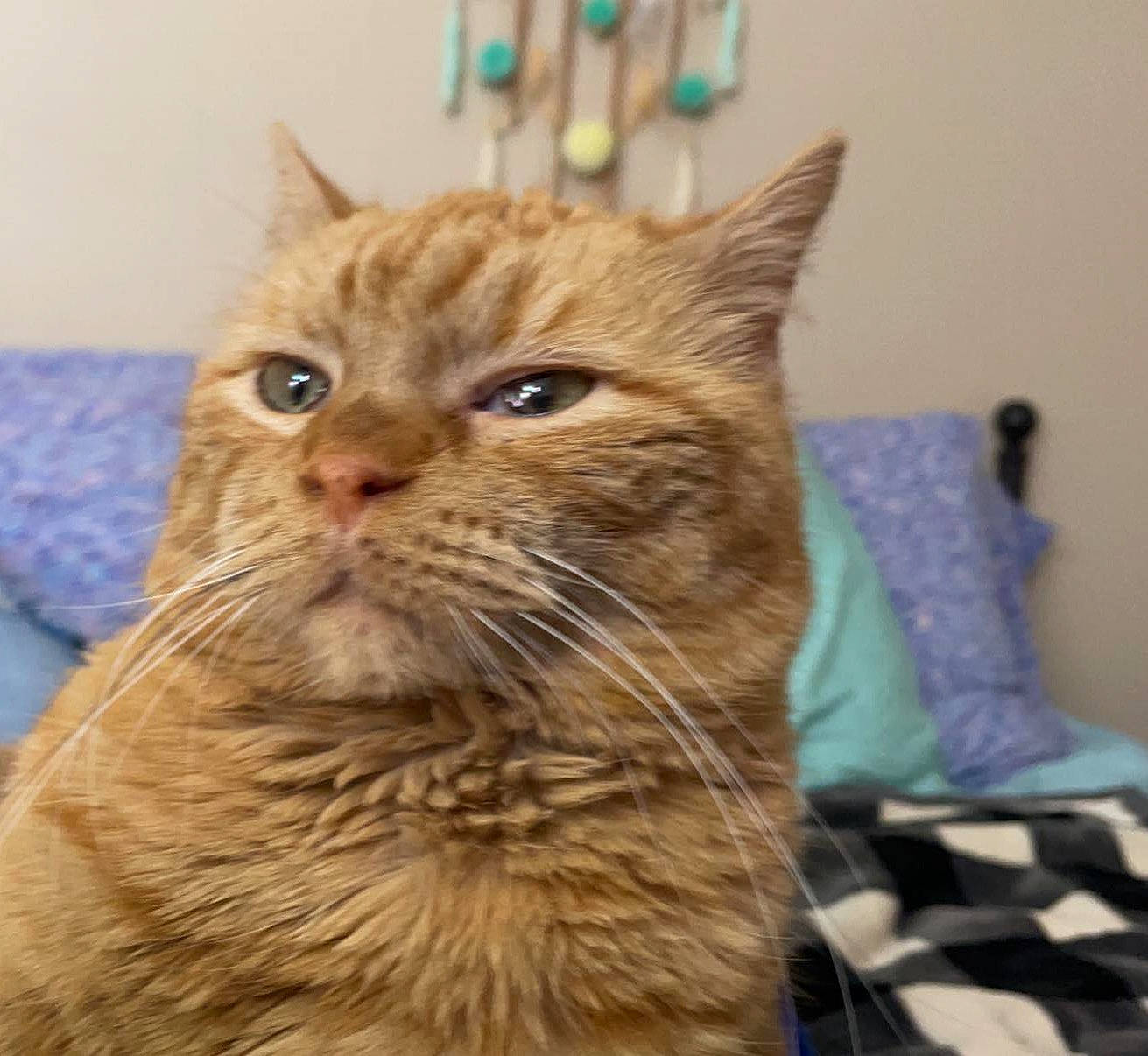 Rooster is registered to the contest to win money with this photo: carnivore, cat, claw, comfort, domestic_short_haired_cat, fawn, felidae, fur, pillow, small_to_medium_sized_cats, terrestrial_animal, whiskers