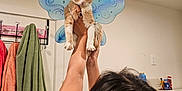 Evie joined the competition — help win amazing prizes! cat, person, indoor, fairy_wings, orange_cat, white_cat, towels, bathroom, holding, playful, pet, animal, feline, decor, wall, vent, hand, ring, hair, light