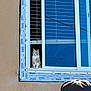Evie joined the competition — help win amazing prizes! cat, window, building, person, cap, orange_cat, white_cat, curious, outdoor, daylight, construction, wall, headwear, animal, pet, looking_out, sitting, urban, reflection, glass