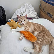 Evie is registered to the contest to win money with this photo: cat, pillow, plush_toy, orange, white_blanket, cardboard_box, indoor, relaxed, feline, fur, pet, cute, resting, cozy, animal, domestic, whiskers, ears, tail, claws