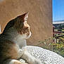 Evie is registered to the contest to win money with this photo: cat, sunlight, window, cushion, indoor, pet, feline, resting, whiskers, fur, side_view, pattern, cozy, daylight, domestic_animal, quiet, home, relaxation, nature_view, curious