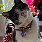 Jasper joined the competition — help win amazing prizes! cat, pet, indoor, curious, collar, tag, face, whiskers, ears, plant, flower, chair, wooden_floor, furniture, closeup, portrait, domestic_animal, cozy, decor, animal