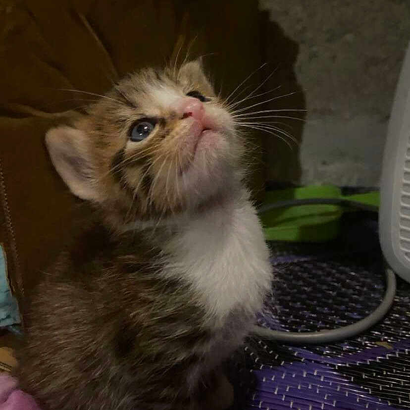Nekko participe au concours pour gagner de l'argent avec cette photo : abyssinian, angora, animal, cat, chair, computer, computerhardware, electronics, furniture, hardware, kitten, laptop, manx, mouse, pc, pet, racket, sport, tennis, tennisracket