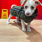 Bibi a rejoint le concours — aidez-le/la à gagner de superbes lots ! puppy, dog, small_dog, white_fur, brown_fur, scruffy_fur, jacket, pet_clothing, standing, portrait, animal, indoors, red_background, wooden_surface, yellow_sign, caution_sign, shadow, cute, alert, photography