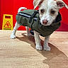 puppy, dog, small_dog, white_fur, brown_fur, scruffy_fur, jacket, pet_clothing, standing, portrait, animal, indoors, red_background, wooden_surface, yellow_sign, caution_sign, shadow, cute, alert, photography