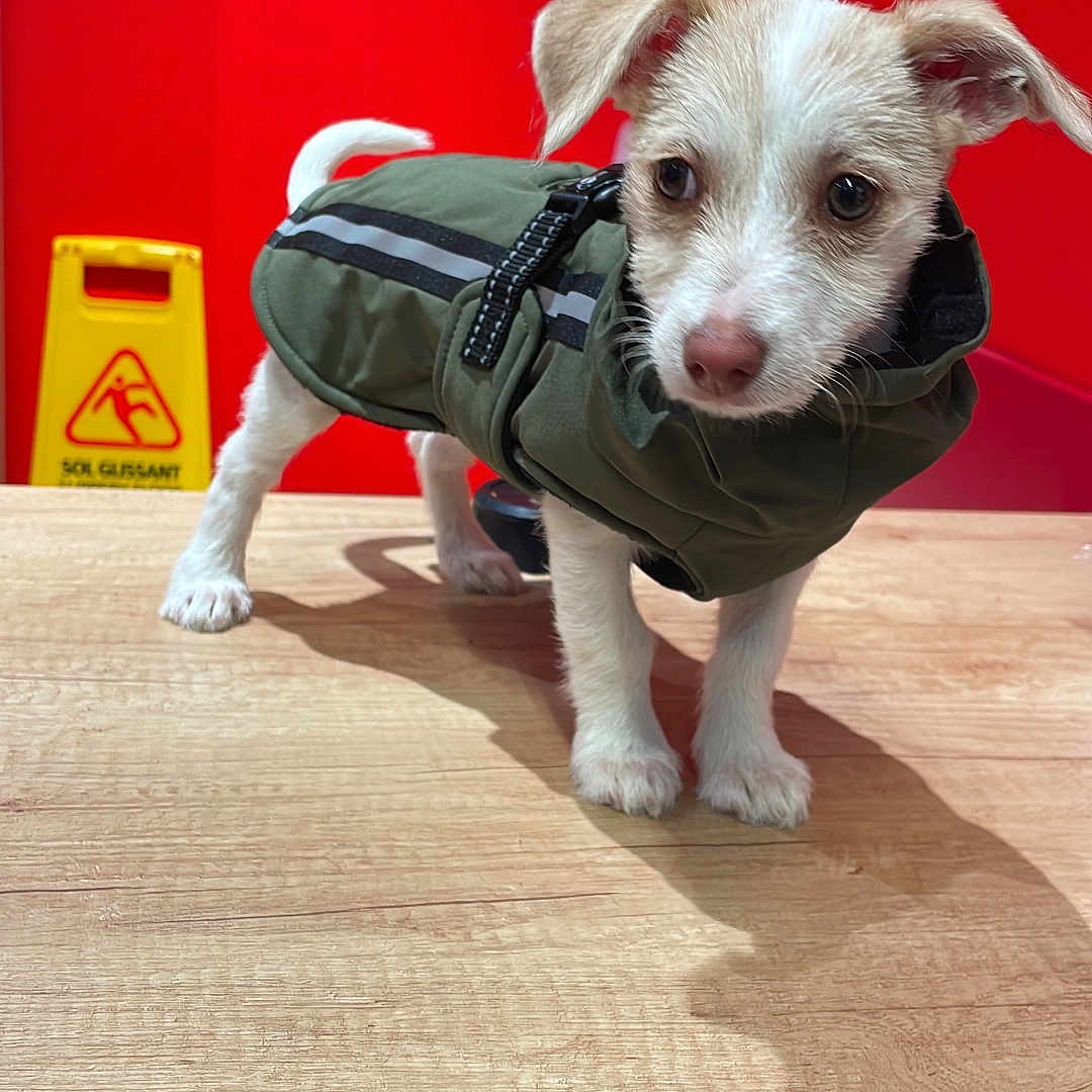 Bibi