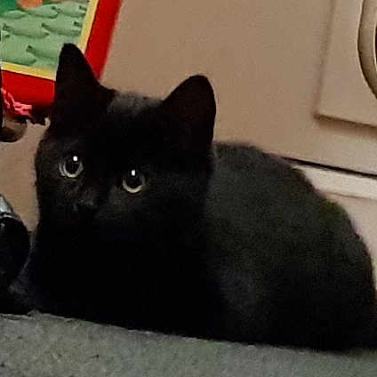 Ronnie