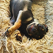 Boubou participe au concours pour gagner de l'argent avec cette photo : dog, pet, animal, upside_down, lying_down, belly_up, black_and_tan, collar, eyes, face, paws, legs, blanket, shaggy_texture, indoor, home, relaxed, playful, portrait, photography