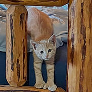 Milo is registered to the contest to win money with this photo: kitten, cat, orange_tabby, wooden_furniture, curious, indoor, pet, animal, paws, playful, bed, cushion, furniture, young_cat, looking, close_up, domestic_cat, resting, cute, feline
