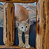 kitten, cat, orange_tabby, wooden_furniture, curious, indoor, pet, animal, paws, playful, bed, cushion, furniture, young_cat, looking, close_up, domestic_cat, resting, cute, feline