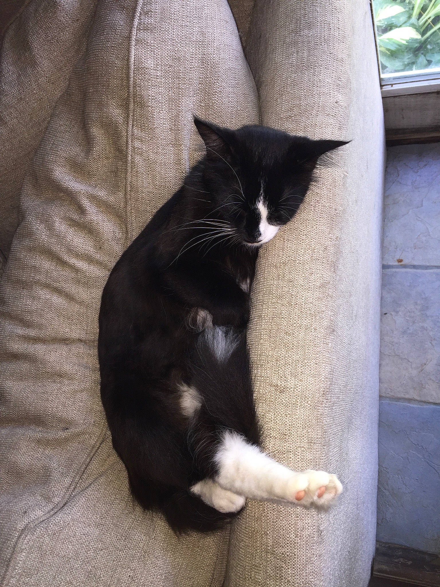 Flower is registered to the contest to win money with this photo: black_cat, carnivore, cat, claw, comfort, domestic_short_haired_cat, felidae, foot, formal_wear, fur, grass, grey, human_leg, paw, sitting, small_to_medium_sized_cats, tail, tints_and_shades, whiskers, window