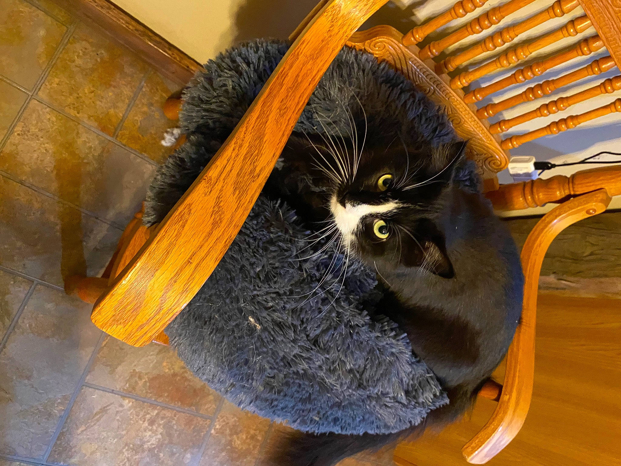 Flower is registered to the contest to win money with this photo: auto_part, bag, black_cat, bombay, carnivore, cat, comfort, domestic_short_haired_cat, fashion_accessory, felidae, flooring, fur, hat, small_to_medium_sized_cats, snout, tail, thread, whiskers, wood