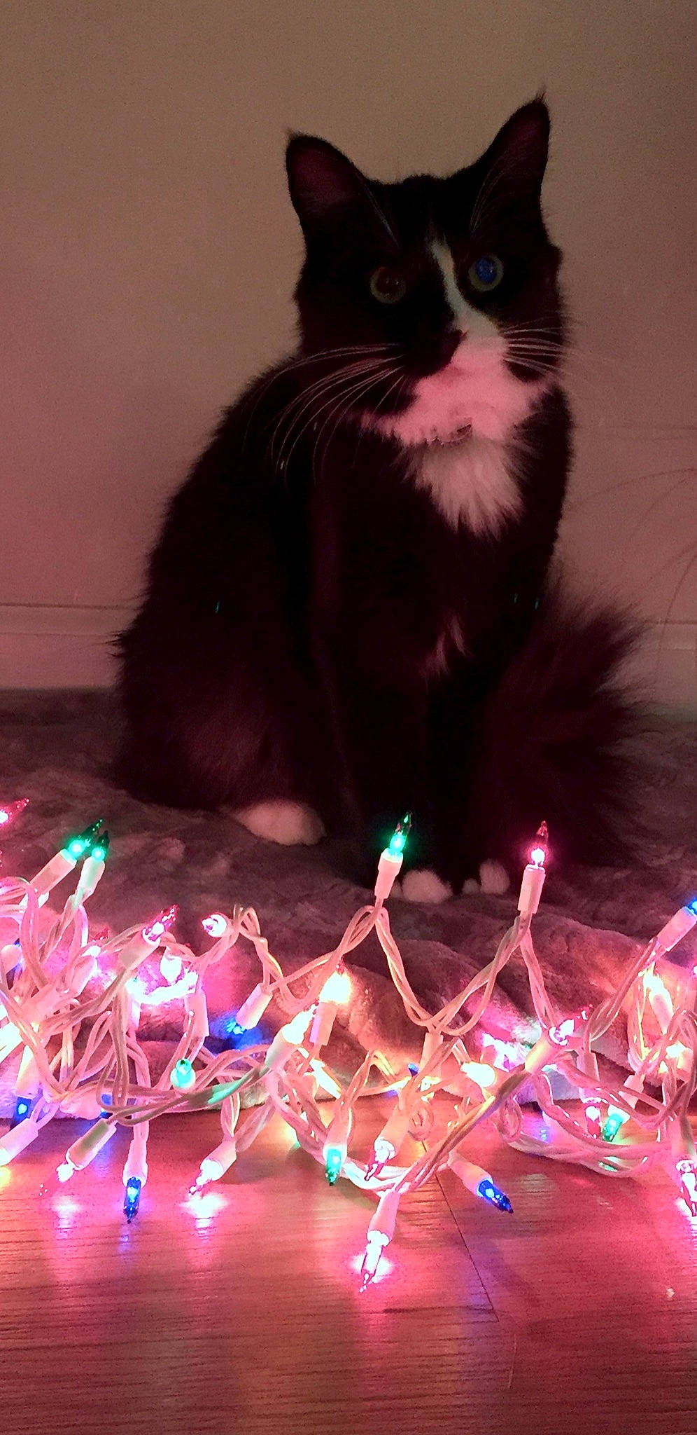 Flower is registered to the contest to win money with this photo: black_cat, carnivore, cat, domestic_short_haired_cat, entertainment, event, felidae, fun, fur, holiday, light, magenta, pink, purple, small_to_medium_sized_cats, snapshot, snout, tail, whiskers, window