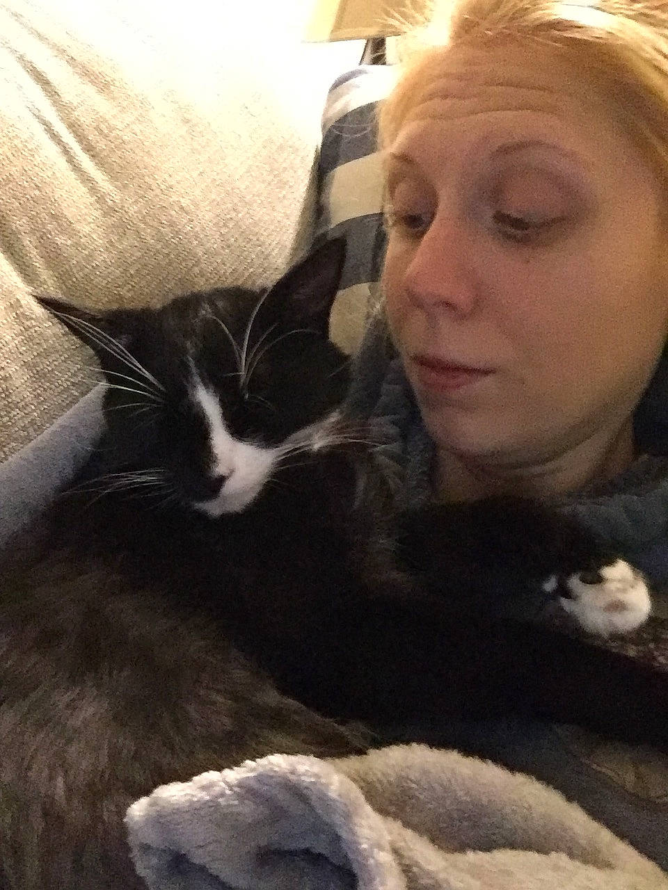 Flower joined the competition — help win amazing prizes! carnivore, cat, cloud, comfort, cool, ear, eye, eyebrow, face, felidae, hair, hairstyle, happy, head, iris, nose, organ, small_to_medium_sized_cats, textile, whiskers