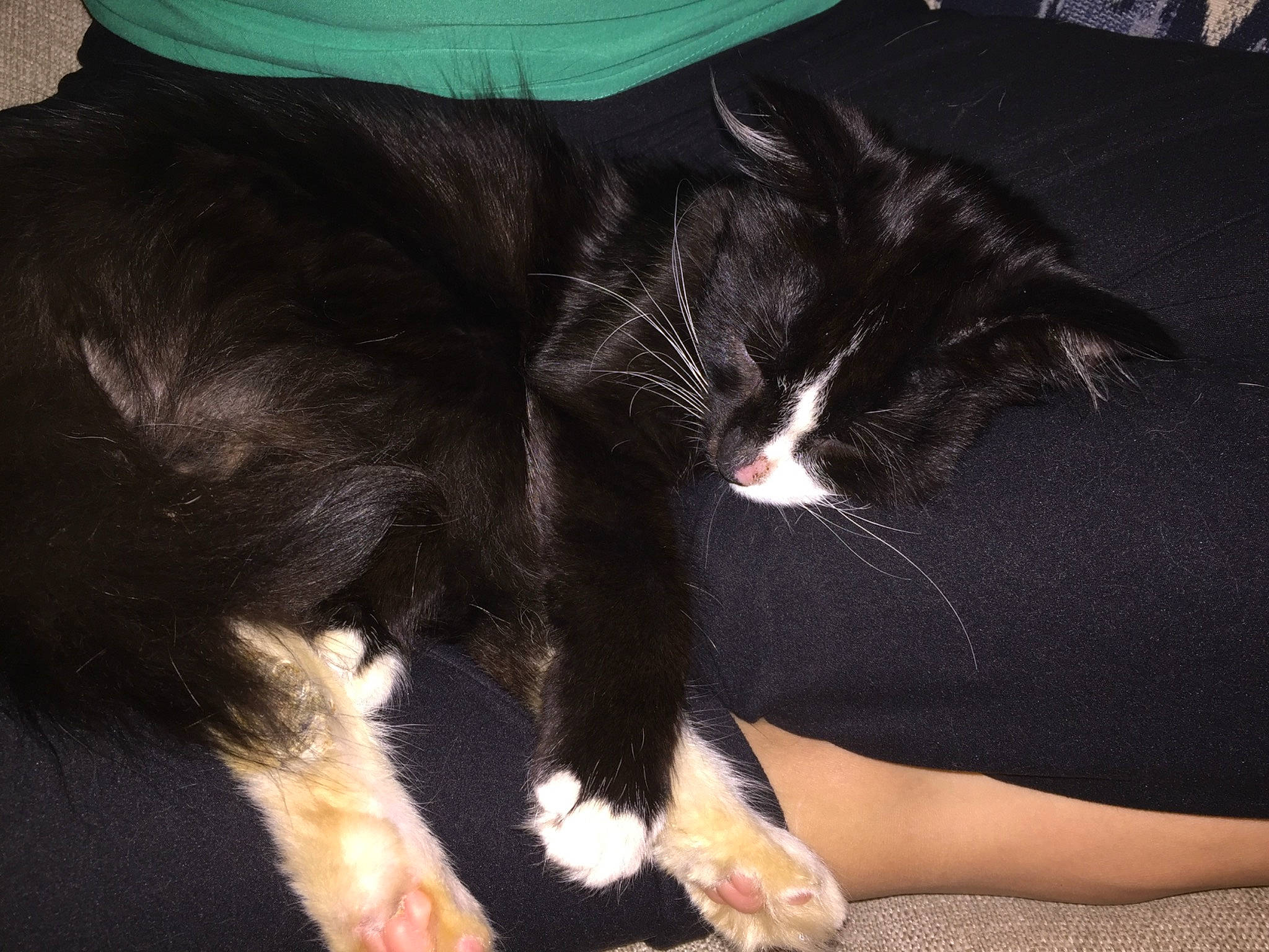 Flower is registered to the contest to win money with this photo: black_cat, carnivore, cat, claw, comfort, domestic_short_haired_cat, ear, felidae, foot, fur, gesture, human_leg, lap, nap, paw, small_to_medium_sized_cats, snout, tail, thigh, whiskers