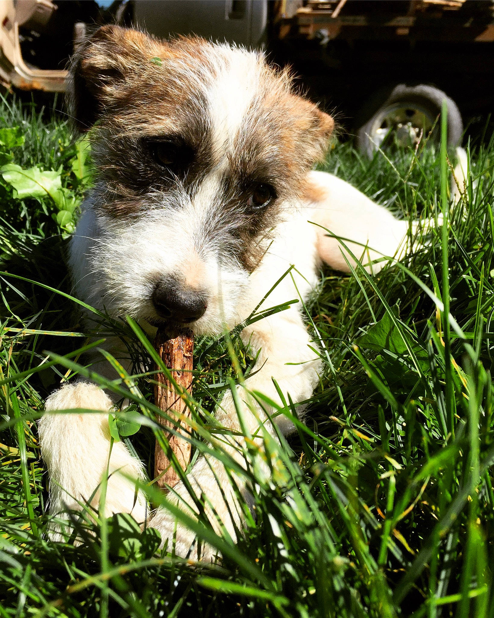 Cupcake is registered to the contest to win money with this photo: canidae, carnivore, companion_dog, dog, dog_breed, fawn, goats, grass, grass_family, grazing, groundcover, lawn, livestock, pasture, people_in_nature, plant, snout, terrestrial_animal, whiskers, working_animal