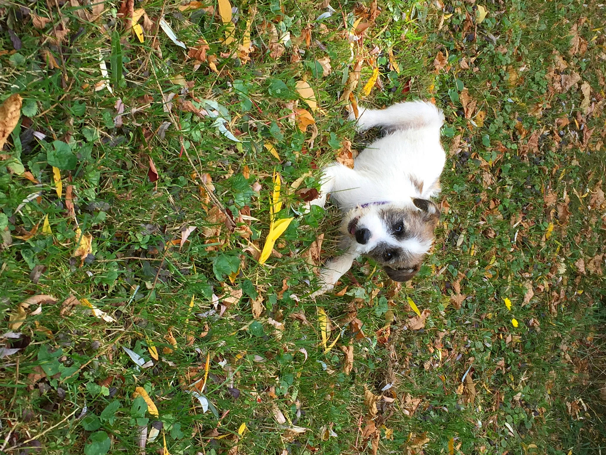 Cupcake is registered to the contest to win money with this photo: canidae, carnivore, companion_dog, dog, dog_breed, grass, groundcover, non_sporting_group, plant, polish_tatra_sheepdog, sporting_group, tail, toy_dog