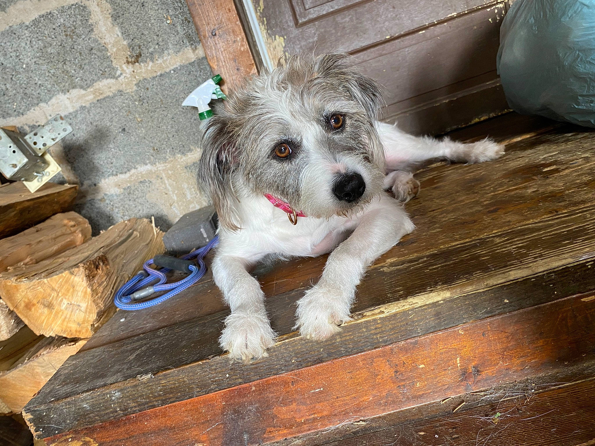 Cupcake is registered to the contest to win money with this photo: canidae, carnivore, companion_dog, dog, dog_breed, fawn, flooring, fur, hardwood, mechanical_fan, non_sporting_group, paw, sporting_group, tail, terrestrial_animal, terrier, toy_dog, wood, working_animal