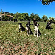 Worm joined the competition — help win amazing prizes! dog, outdoor, grass, park, sunny, blue_sky, trees, canine, pets, nature, daytime, animal, mammal, group, sitting, standing, leash, domestic_animal, playful, friendly